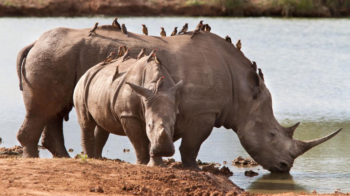Oxpecker birds on a rhino