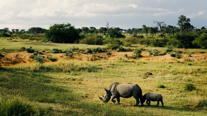 Two rhinos walking in the savanna region