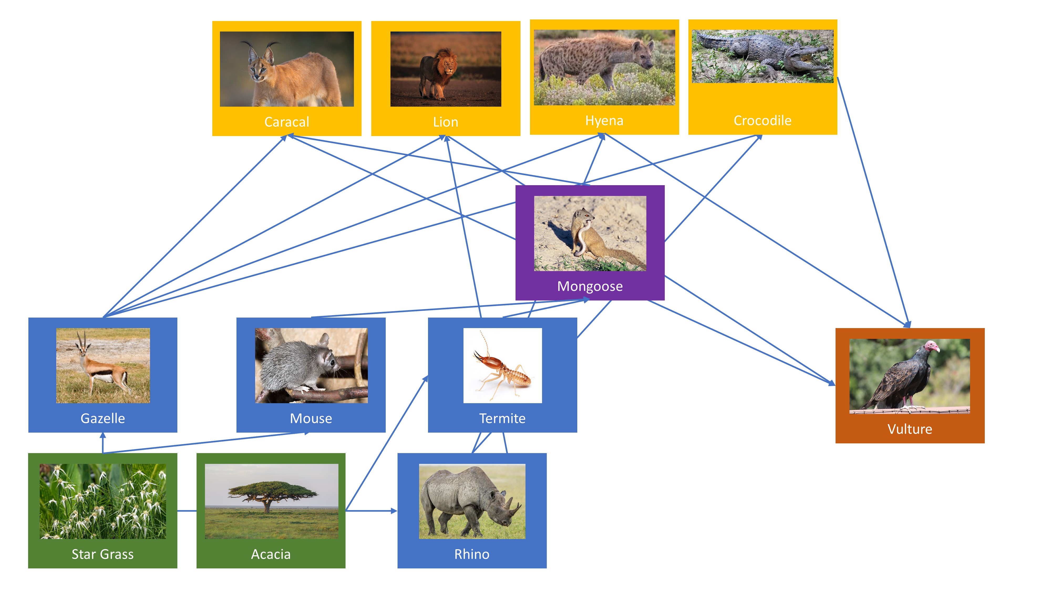 Food Web of many organisms in the Kenyan Savanna, including the Rhino