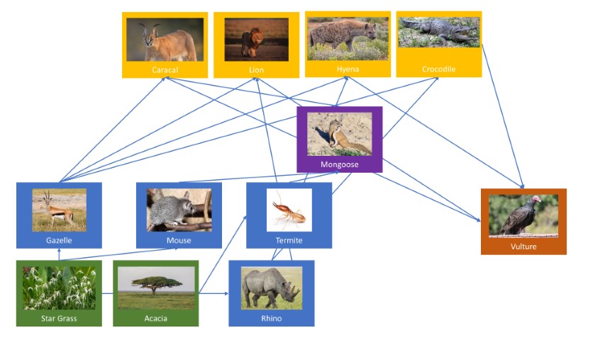Food Web of many organisms in the Kenyan Savanna, including the Rhino