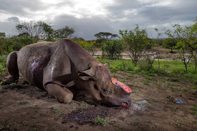 A dead rhino with its horns removed