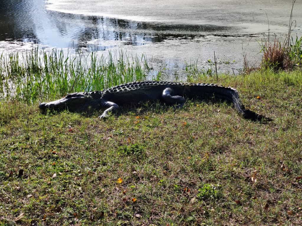 An alligator. What more is there to say?